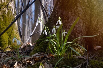 tender and delicate blossom and buds of common snowdrop, symbol of spring enjoys sunshine, seasonal awakening ecosystem, understanding beauty of vulnerable nature and protection, sun flare
