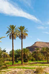 Palm trees in the Dades Valley near Ouarzazate, Morocco, North Africa, Africa, background with copy space