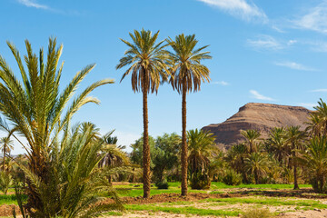 Fototapeta na wymiar Palm trees in the Dades Valley near Ouarzazate, Morocco, North Africa, Africa, background with copy space