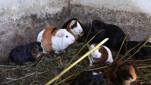Live Peruvian guinea pigs (Cavia porcellus), domestic guinea pigs in Peruvian farm
