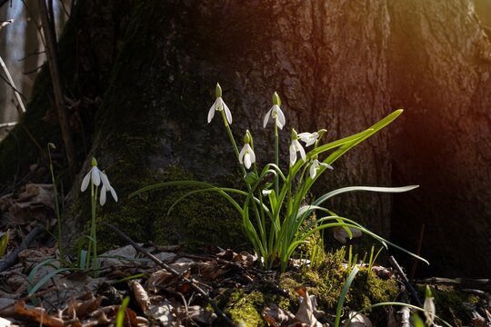 Tender Plant And Delicate Blossom And Buds Of Common Snowdrop, Symbol Of Spring Enjoys Sunshine, Seasonal Awakening Ecosystem, Understanding Beauty Of Nature And Protection, Sun Flare