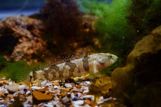 tubenose goby, dominant healthy, active, dwarf saltwater species spread fins and rest on gravel bottom with brown algae in Black Sea marine biotope aquarium