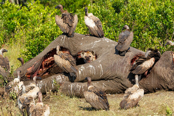 Fototapeta na wymiar spotted hyena and vultures eating from the carcass of an old male elephant in the Masai Mara National Reserve in Kenya