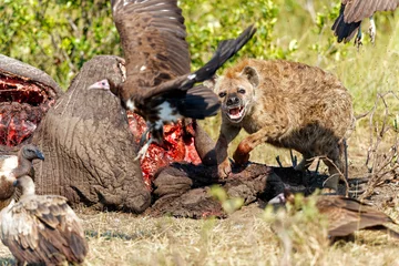 Photo sur Plexiglas Hyène spotted hyena and vultures eating from the carcass of an old male elephant in the Masai Mara National Reserve in Kenya