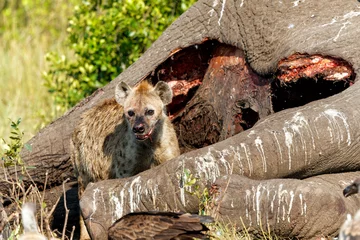 Tuinposter spotted hyena and vultures eating from the carcass of an old male elephant in the Masai Mara National Reserve in Kenya © henk bogaard