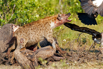 spotted hyena and vultures eating from the carcass of an old male elephant in the Masai Mara...