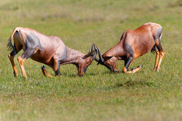 Topi or tsessebe (Damaliscus lunatus) males fighting in the mating season in the Masai Mara...
