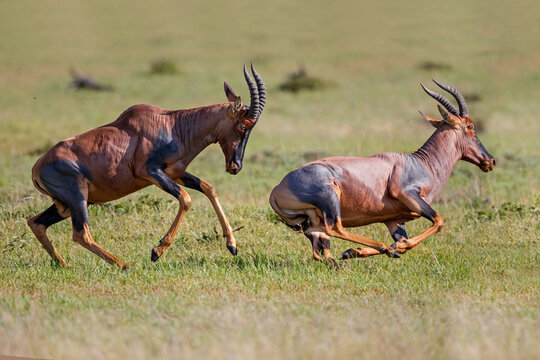 Topi or tsessebe (Damaliscus lunatus) males fighting in the mating season in the Masai Mara National Reserve in Kenya