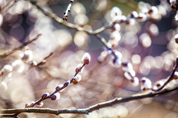 Pussy willow branches with catkins, soft fluffy spring buds in sunlight. Early spring Easter background. Text space. Traditional decoration for Palm Sunday in Europe.