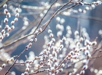 Pussy willow branches with catkins, soft fluffy spring buds in sunlight. Early spring Easter...