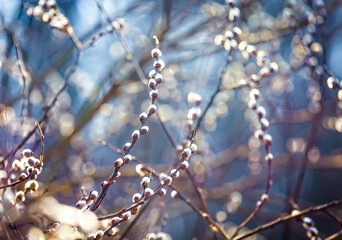 Pussy willow branches with catkins, soft fluffy spring buds in sunlight. Early spring Easter background. Text space. Traditional decoration for Palm Sunday in Europe. © sunday_morning