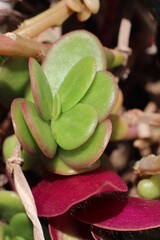 Close-up on Portulaca leaves