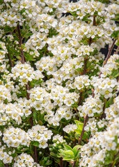Blooming flowers of white Spirea bush for background, close-up.