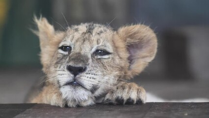 Adorable sleepy lion cub falling asleep, 4k slow motion footage, close up head shot.
