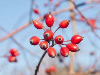 RED ROSE HIP ON BLUE BACKGROUND