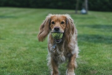 Fototapeta premium Hund am spielen