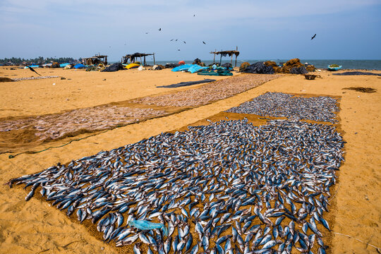 Negombo fish market, fish drying in the sun at Lellama fish market, Negombo, West Coast of Sri Lanka, Asia