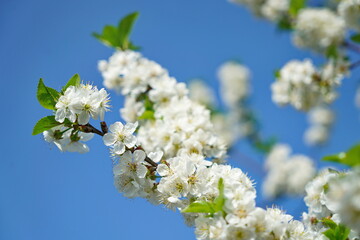 Flowers of the cherry blossoms on a spring day