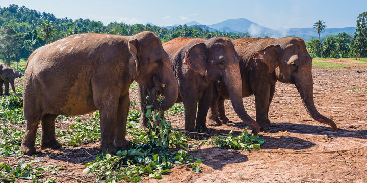 Elephants at Pinnawala Elephant Orphanage, Sri Lanka, Asia