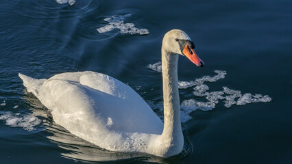 Portrait of white swan. White swan with orange beak in winter river. Wild beauty background. Space for text.
