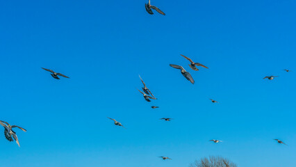 Birds flying in the blue sky in town. Many flying pigeons on winter sky background. Space for text. Image for design.
