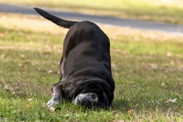 Black Dog Upside Down