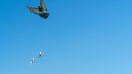 Birds flying in the blue sky in town. Many flying pigeons on winter sky background. Space for text. Image for design.