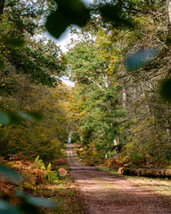 Obraz premium Randonnée dans la Forêt de Tronçais