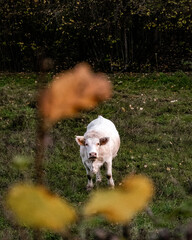 Une vache dans une prairie avec en premier plan une feuille d'automne 