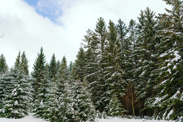 Winter Landscape Snow covered larch trees on a slope against the mountains