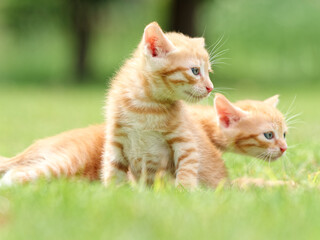 Fototapeta na wymiar Portrait of two lovely ginger tabby cats standing on green grass field, looking alertly and stay close together, funny pet concept.