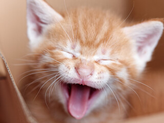 Portrait of cute ginger tabby cat, adorable kitty yawn with eyes closed, very funny expression,...