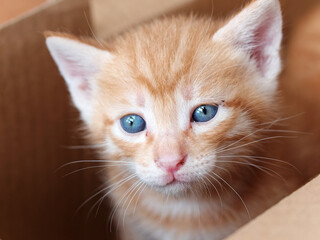Portrait of cute ginger tabby cat, adorable kitty looking at camera.