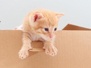 Portrait of cute ginger tabby cat, adorable kitty looking at camera.