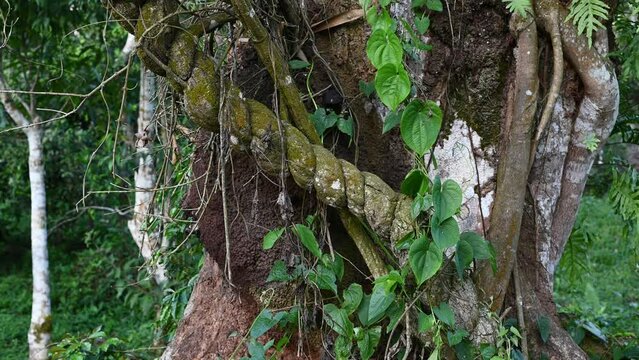 close-up of Ayahuasca. Ready to cook liana. Bark of vine with mold. Shamanic ceremonies in the