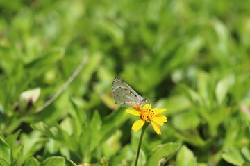 Rosa amarela com borboleta branca