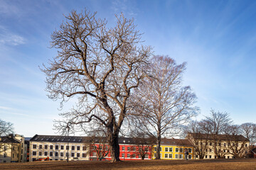 Opplandgata fra V&aring;lerenga park