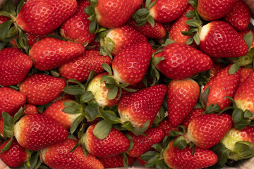 Some delicious strawberries in the background, freshly picked. One of the largest harvests is produced in the province of Huelva, Spain.
