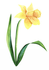 Illustration in watercolor of a Narcissus flower blossom. Floral card invitaion. Botanical nice hand drawn painting.