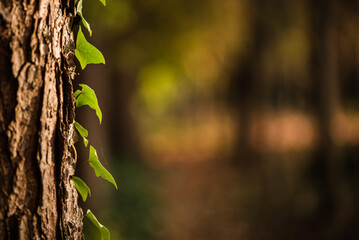 Ray of golden light on a tree with running ivy