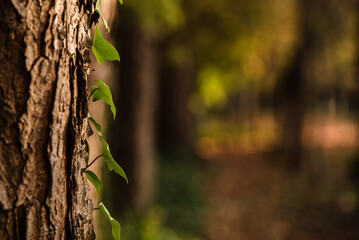 Ray of golden light on a tree with running ivy