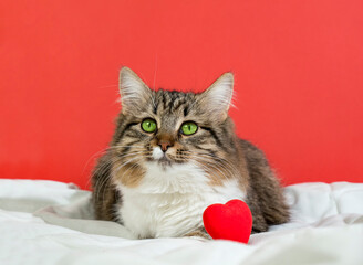 Cute fluffy cat is sitting and looking into the frame. Valentine's Day concept, greeting card. Space for copying