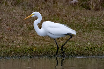 Heron