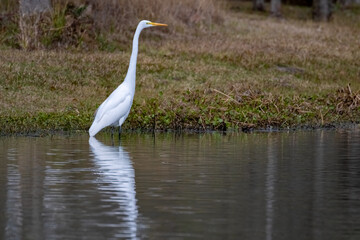 Heron