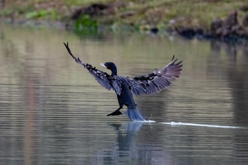 Cormorant