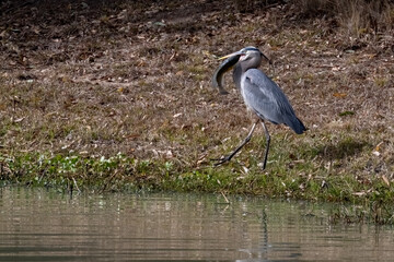 Fototapeta premium Great Blue Heron