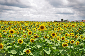 Obraz premium Uma plantação de girassol (Helianthus annuus) em dia nublado
