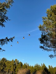 Canadian geese honking through the sky among the trees