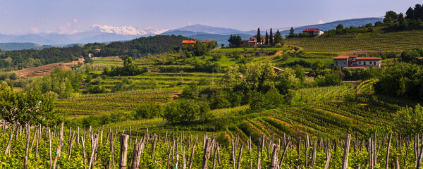 Goriska Brda vineyard countryside with mountains in the background, Goriska Brda (Gorizia Hills), Slovenia, Europe - obrazy, fototapety, plakaty