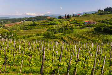 Goriska Brda vineyard countryside with mountains in the background, Goriska Brda (Gorizia Hills), Slovenia, Europe - obrazy, fototapety, plakaty